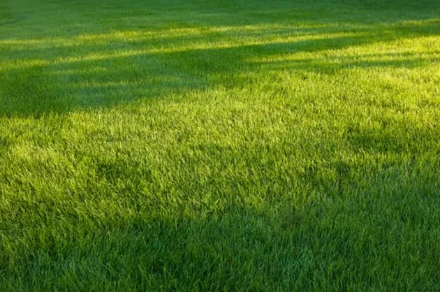 Keeping a Weed Free Lawn